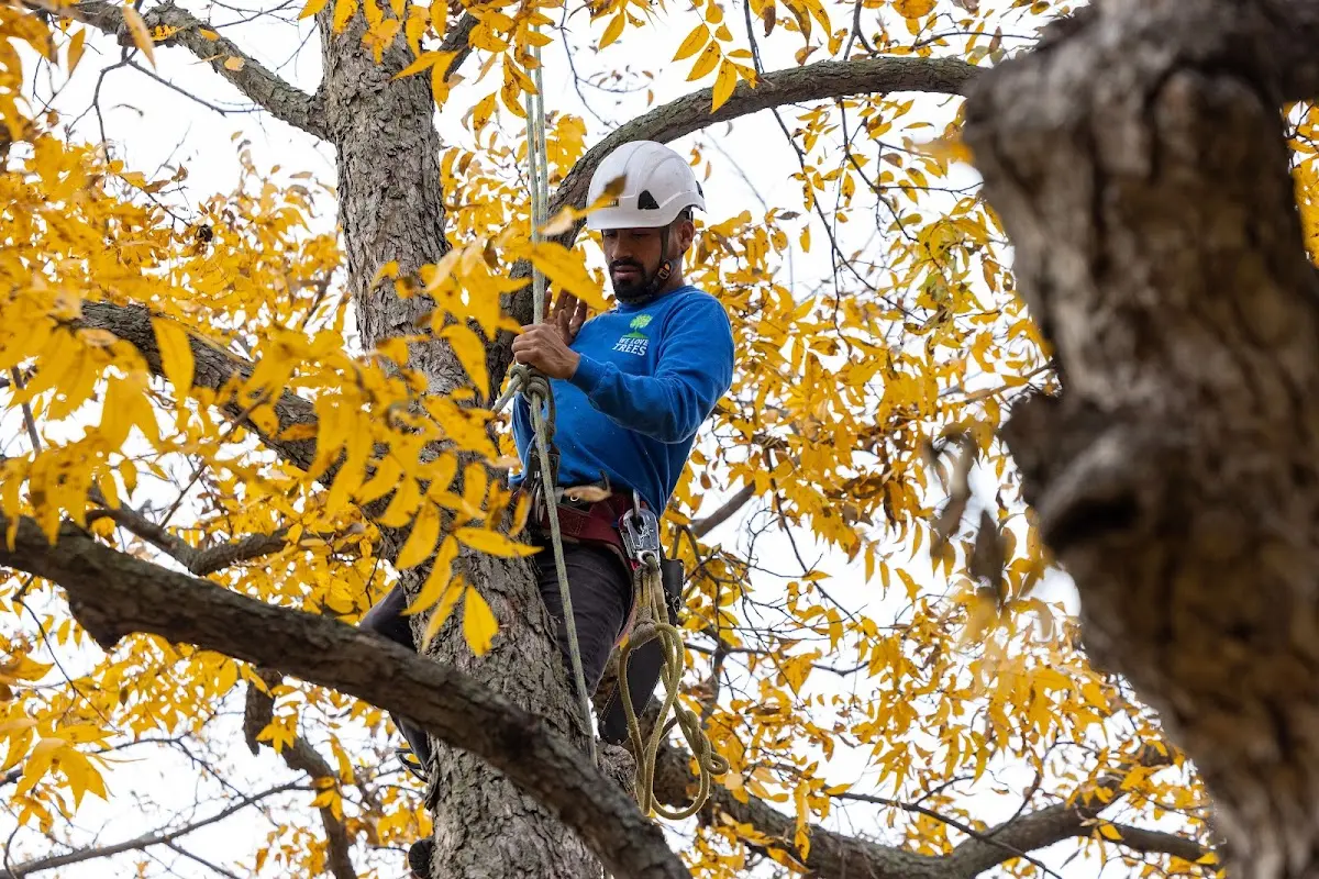 Skilled Tree Trimming crew working in Oakland
